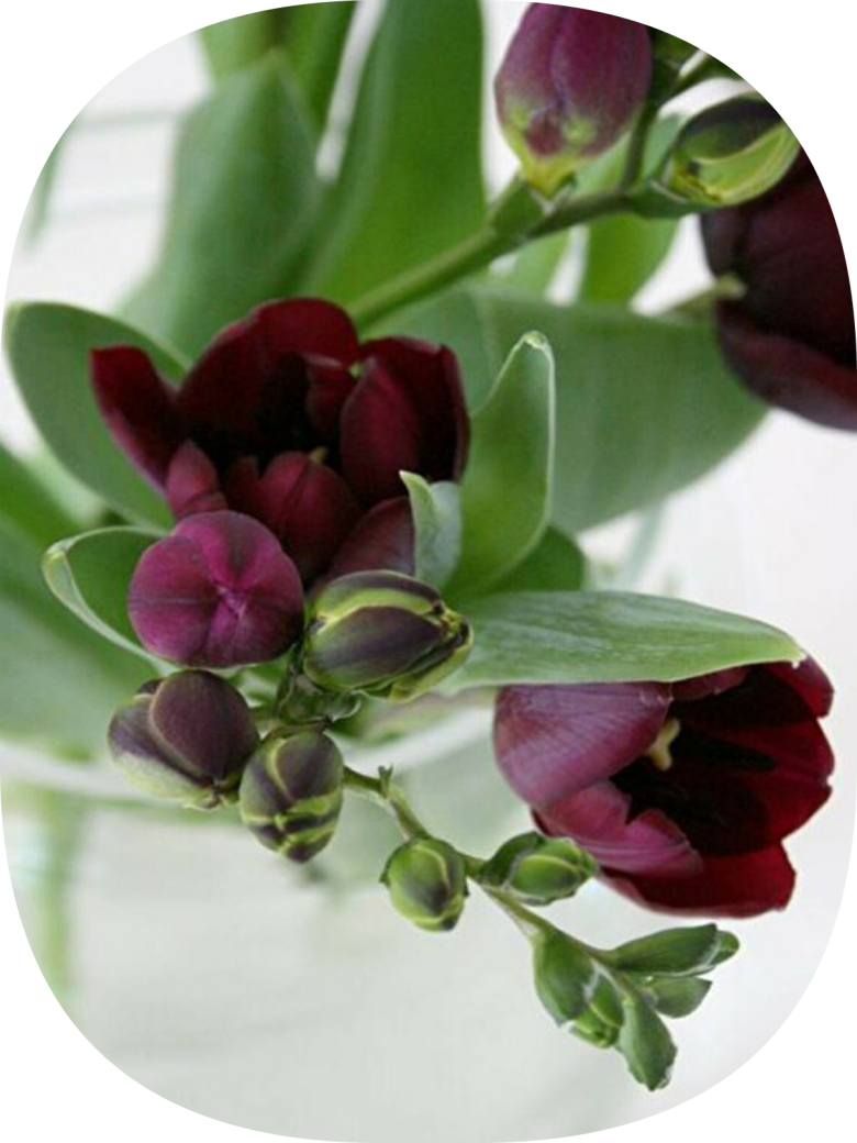 10 Adet Bordo Frezya Çiçeği Soğanı Mis Kokulu Katmerli