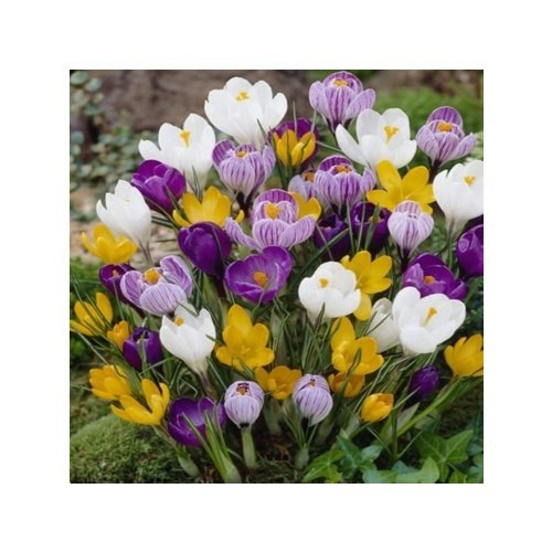 5 Adet Karışık Renk Çiğdem Soğanı