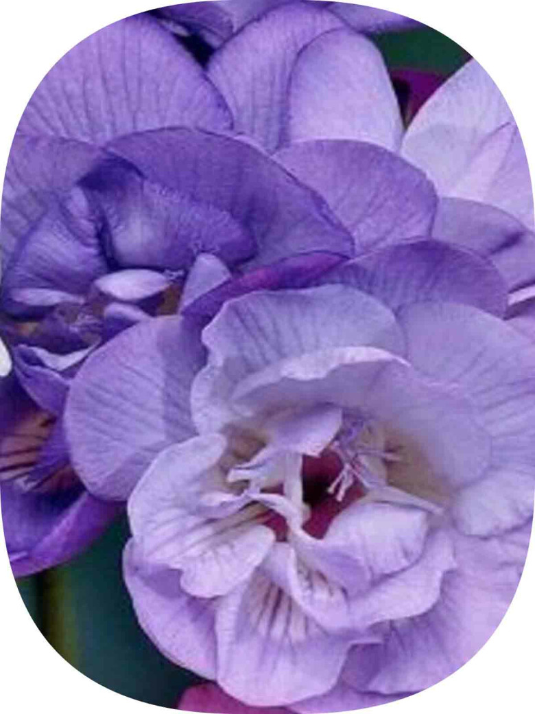 10 Adet Mor Frezya Çiçeği Soğanı Mis Kokulu Katmerli