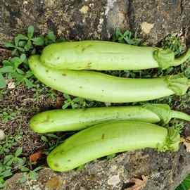 Organik Beyaz Patlıcan 