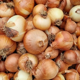 Organik Kuru Soğan 