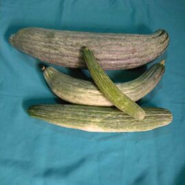 Siyah Acur Yerli Ata Tohumu 100 Adet