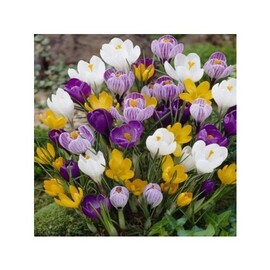 10 Adet Karışık Renk Çiğdem Soğanı