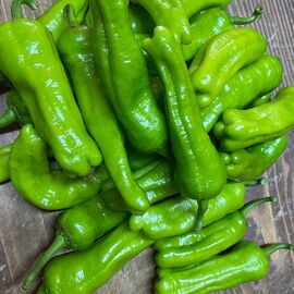 Organik Üç Burun Biber