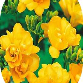 20 Adet Sarı Renk Frezya Çiçeği Soğanı Mis Kokulu Katmerli