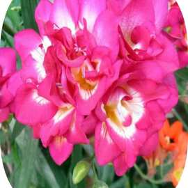 20 Adet Pembe Renk Frezya Çiçeği Soğanı Mis Kokulu Katmerli