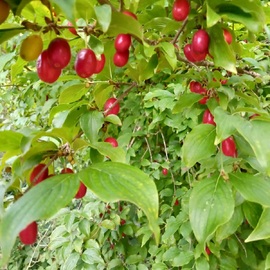 Organik Kızılcık Kirazı 