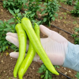 Organik Çarliston Biber 