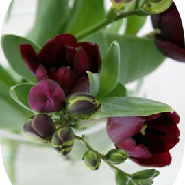 20 Adet Bordo Frezya Çiçeği Soğanı Mis Kokulu Katmerli