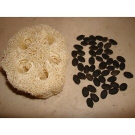 Lif Kabağı Tohumu 50 Adet