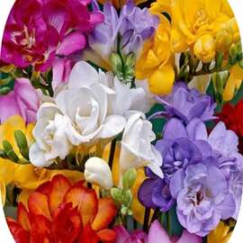10 Adet Karışık Renk Frezya Çiçeği Soğanı Mis Kokulu Katmerli