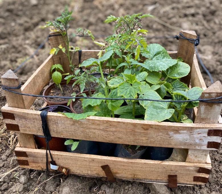 Karışık Kışlık Fide Paketi 2