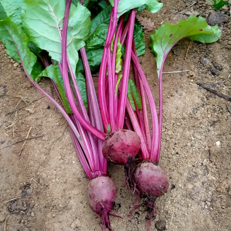 Pancar Fidesi (Kırmızı) (10 Adet)