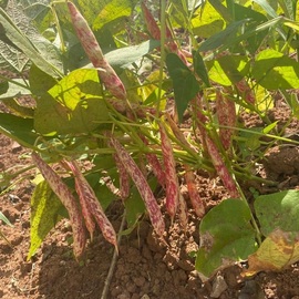 Organik Taze Barbunyamız 