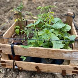 Karışık Kışlık Fide Paketi 2