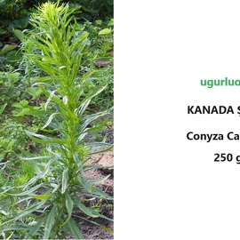 Kanada Şifa Otu Çayı 250 Gr - Gönen Aronya