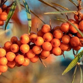 Yabani İğde Dallı 10 Kg Toptan