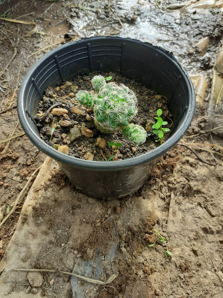 Kaktüs Çeşitleri (Çiceği) (1 Adet)