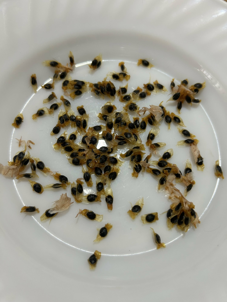 Passiflora Meyvesi 5 Adet Tohum