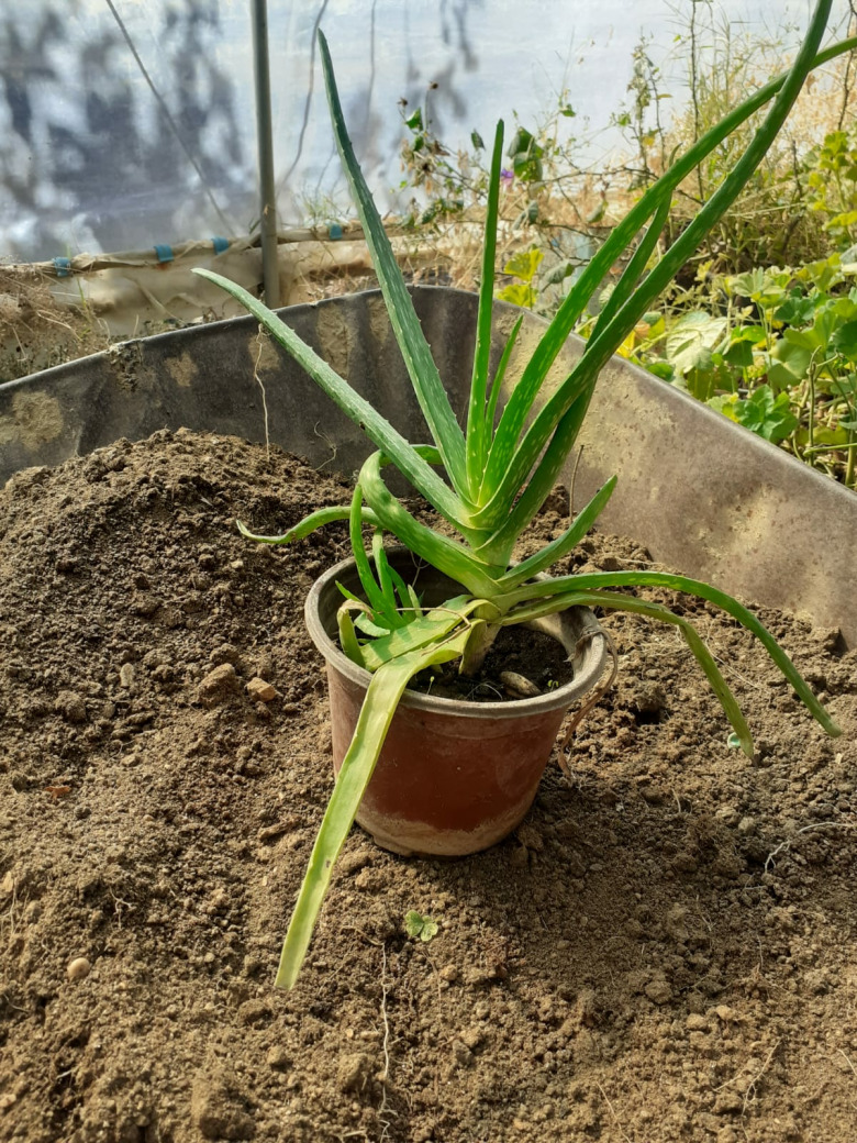 Aloevera Fidesi (1 Adet)
