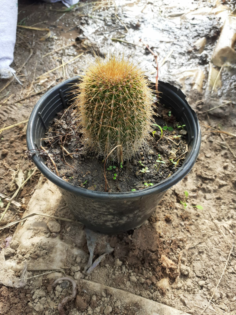 Kaktüs Çeşitleri (Çiçeği) (1 Adet)