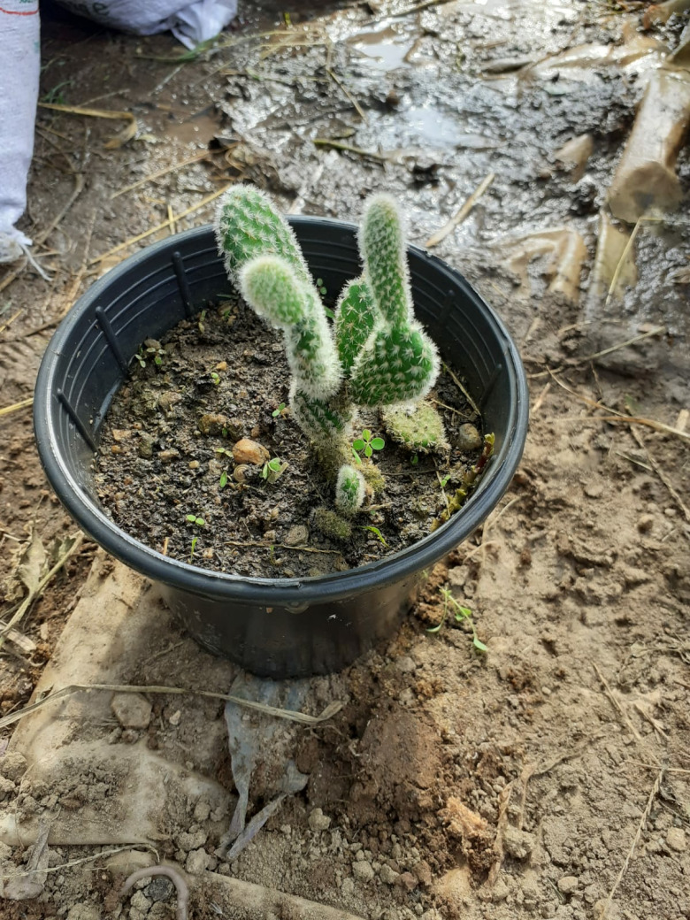 Kaktüs Çeşitleri (Çiceği) (1 Adet)