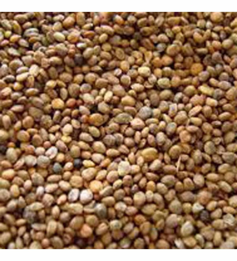 Roka Tohumu (20 Gram)