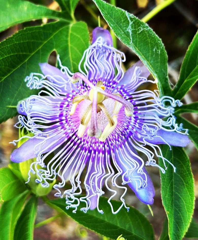 Passiflora Meyvesi 20 Adet Tohum