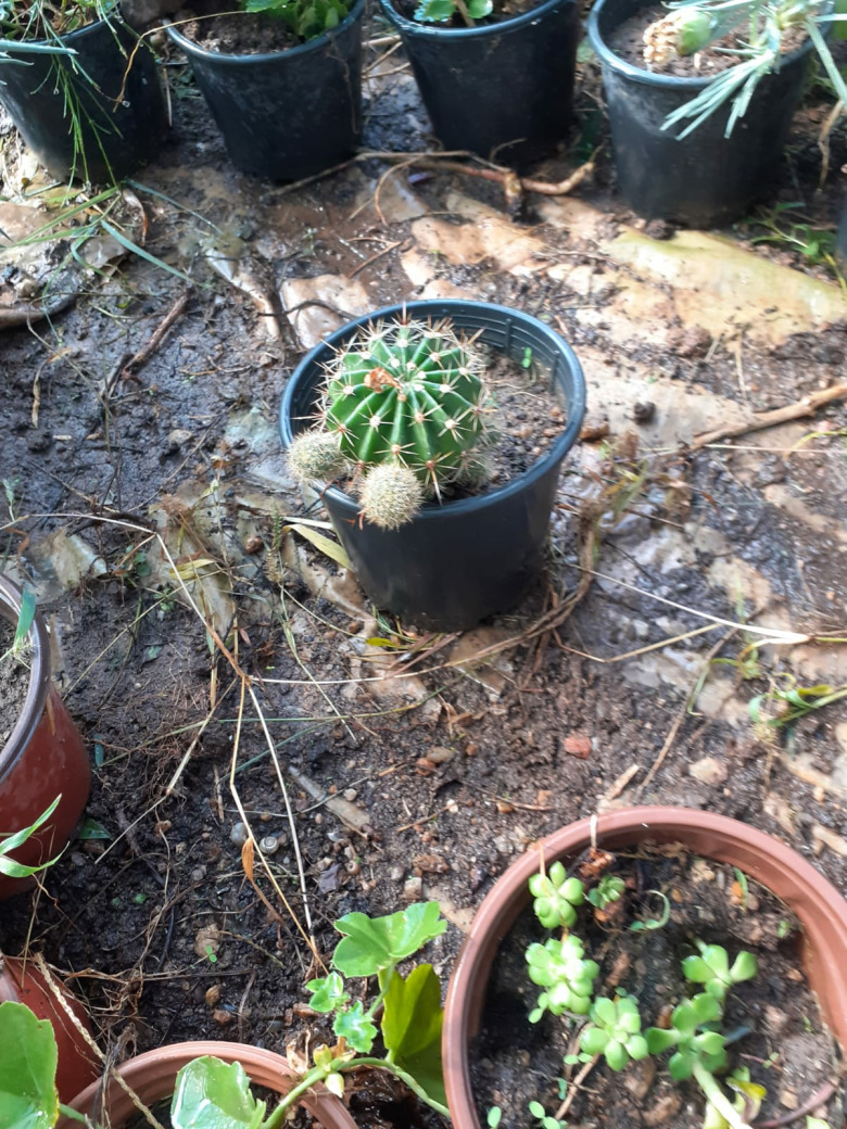 Kaktüs Çeşitleri (Çiceği)(1 Adet)