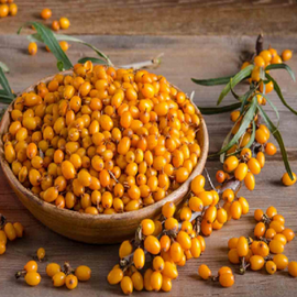 Yabani İğde Taze Tane 1 Kg