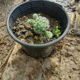 Kaktüs Çeşitleri (Çiceği) (1 Adet)