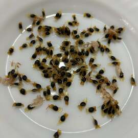 Passiflora Meyvesi 5 Adet Tohum