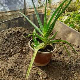 Aloevera Fidesi (1 Adet)