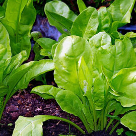 Pazı Fidesi (10 Adet)