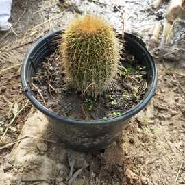 Kaktüs Çeşitleri (Çiçeği) (1 Adet)