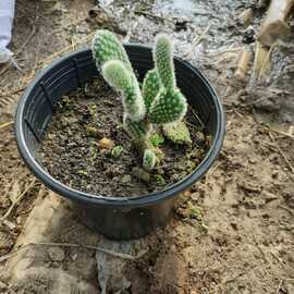 Kaktüs Çeşitleri (Çiceği) (1 Adet)