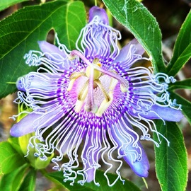 Passiflora Meyvesi 20 Adet Tohum