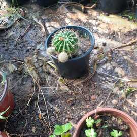 Kaktüs Çeşitleri (Çiceği)(1 Adet)