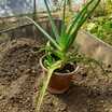Aloevera Fidesi (1 Adet)