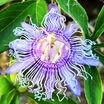 Passiflora Meyvesi 20 Adet Tohum