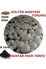 Kültür Mantarı Tohumu Ve Ekim Torfu