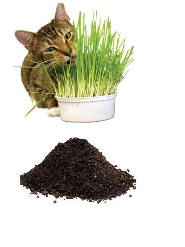 Kedi Çimi Tohumu Ve Ekim Toprağı 