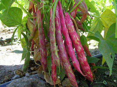 Sırık Fasülye Tohumu (20 Adet)