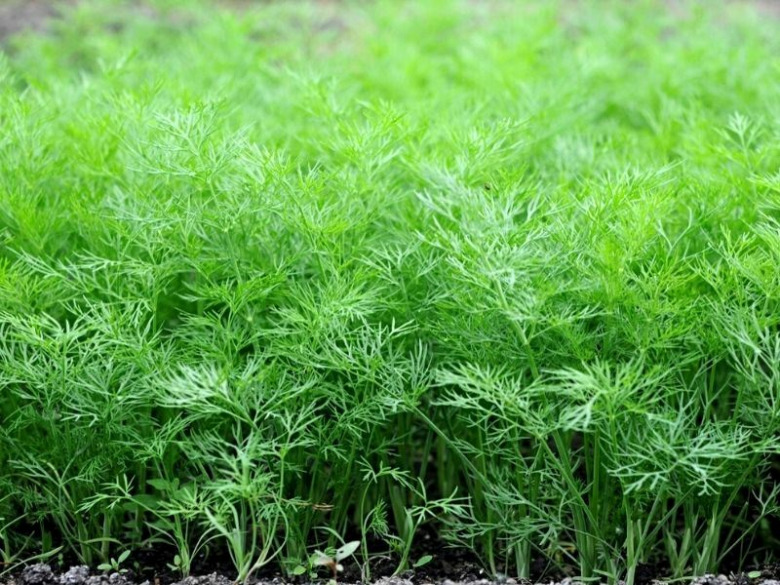 Dereotu Fidesi (10 Adet)