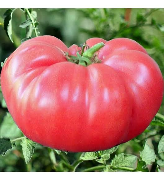 Köylü Domatesi Ata Tohumu (500 Adet)