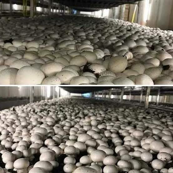 Beyaz Şapkalı Kültür Mantarı Tohumu (20.000 Adet)