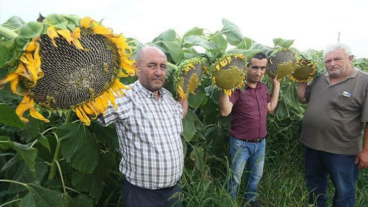 Dev Boylu İri Taneli Ayçiçeği Tohumu (20 Adet)