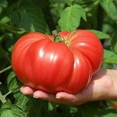 Köylü Domatesi Ata Tohumu (10.000 Adet)