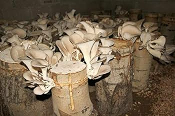 Kavak Mantarı Tohumu  (2000 Adet)