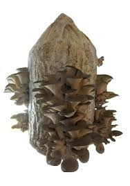 İstiridye Kavak Mantarı Tohumu (2000 Adet)